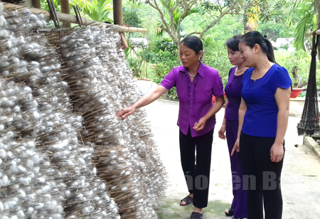 Chương trình trồng dâu nuôi tằm giúp hàng trăm hộ hội viên phụ nữ huyện Trấn Yên thoát nghèo.