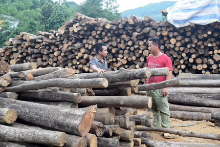 Anh Nguyễn Quốc Đỉnh (bên phải) bán gỗ quế cho một cơ sở thu mua ngay trên địa bàn thôn.
