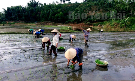 Nông dân Yên Bình đẩy nhanh tiến độ sản xuất vụ mùa 2016.
