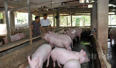 Đề án phát triển chăn nuôi đã và đang giúp nông dân Văn Chấn phát triển kinh tế hộ bền vững.
