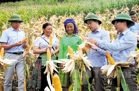 Lãnh đạo huyện Trạm Tấu kiểm tra chất lượng giống ngô mới trồng ở xã Trạm Tấu.