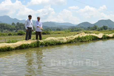 Nhiều hộ dân xã Cát Thịnh đã chuyển đổi những chân ruộng kém hiệu quả sang nuôi trồng thủy sản cho hiệu quả kinh tế cao.
