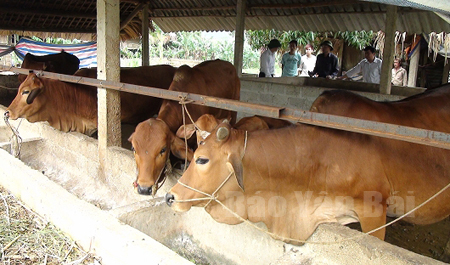 Mô hình nuôi bò tập trung, quy mô 10 con trở lên ở xã Mường Lai huyện Lục Yên.
