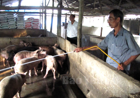 Mô hình nuôi lợn cho hiệu quả kinh tế cao của hội viên CCB Đặng Văn Hãnh.