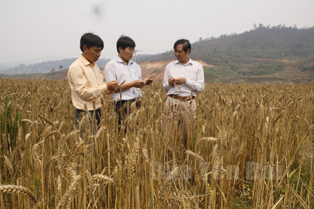 Lãnh đạo Báo Yên Bái trao đổi với cán bộ nông nghiệp huyện Mù Cang Chải tại cánh đồng lúa mì xã Nậm Khắt.