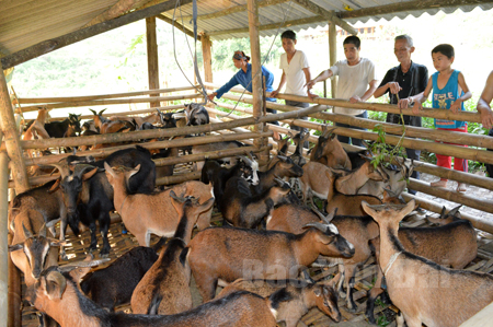 Nhiều hộ dân ở xã Phan Thanh tận dụng nguồn cỏ tự nhiên, cỏ trồng để nuôi dê mang lại hiệu quả kinh tế cao.