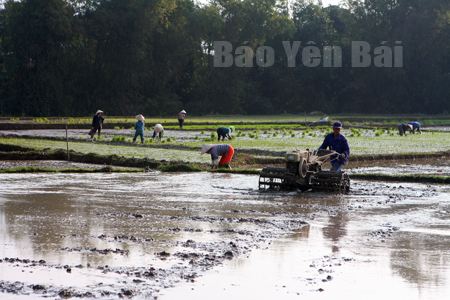 Nông dân huyện Văn Chấn tích cực đưa cơ giới hóa vào đồng ruộng.
