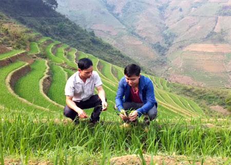 Đội viên Hà Chánh Thảo (bên phải) kiểm tra sinh trưởng của lúa theo phương pháp thâm canh mới tại xã Pá Hu, huyện Trạm Tấu.