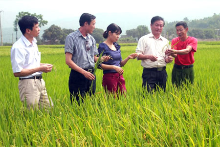 Cán bộ Phòng Nông nghiệp và Phát triển nông thôn huyện Văn Chấn kiểm tra lúa xuân tại thị trấn Nông trường Liên Sơn.