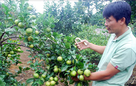 Mô hình trồng cây ăn quả của đoàn viên Trần Kim Hiếu ở thôn Đại Thân 1, xã Đại Minh, Yên Bình mỗi năm cho thu nhập trên 300 triệu đồng.