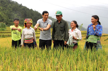 Anh Lường Văn Sai - cán bộ Phòng NN&PTNT huyện Trạm Tấu (thứ 3 bên trái) hướng dẫn bà con cách phát hiện, phòng chống sâu bệnh hại lúa.
