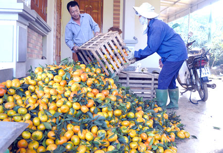 Mô hình cam VietGAP giúp các hộ dân trồng cam ở Văn Chấn có sản phẩm đạt chất lượng tốt, nâng cao giá trị thu nhập.