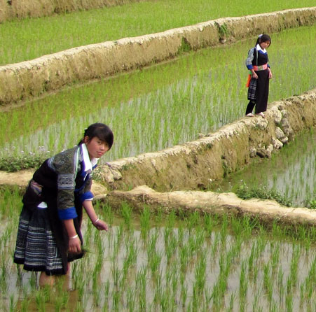 Người dân xã Cao Phạ chăm sóc lúa mùa.