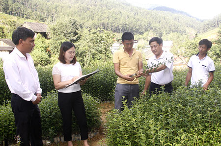 Cán bộ Ban Quản lý Rừng phòng hộ huyện Mù Cang Chải kiểm tra cây giống tại vườn ươm.