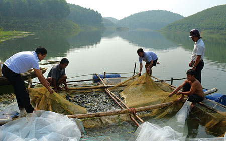 Tận dụng mặt nước, các hộ dân ven hồ Thác Bà đẩy mạnh nuôi trồng thủy sản.