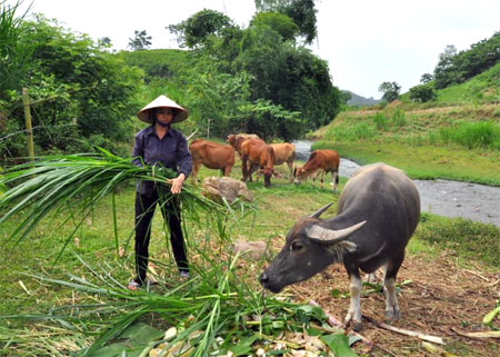 Xã An Bình hiện có 5 hộ chăn nuôi trâu, bò theo phương thức bán công nghiệp với quy mô từ 10 con trở lên và mang lại hiệu quả kinh tế cao.