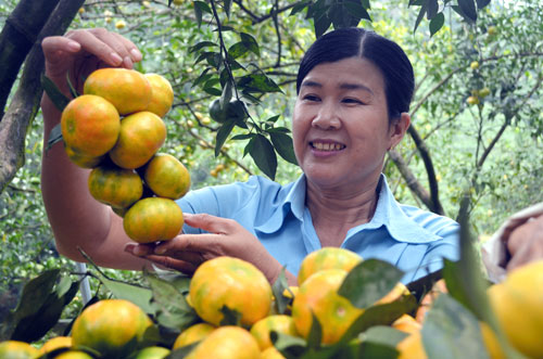 Năm 2016, sản lượng cam ở thôn Thiên Tuế, xã Thượng Bằng La (Văn Chấn) đạt khoảng 800 tấn quả.