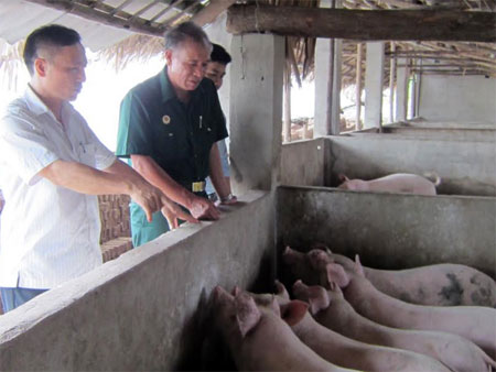 Giá lợn tăng cao, nhưng người chăn nuôi hãy thận trọng tái đàn ngay vào thời điểm hiện nay.