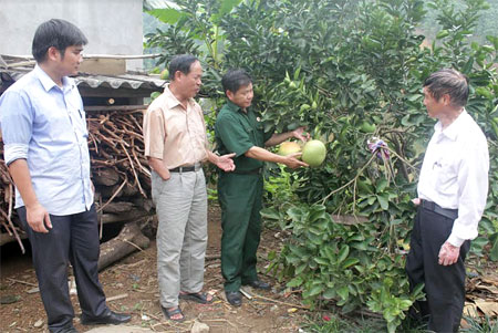 Lãnh đạo xã Đào Thịnh thăm mô hình trồng bưởi của thương binh hạng 2/4 Tạ Văn Tân, trú tại thôn 3.
