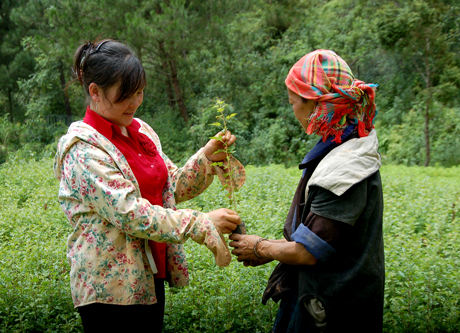 Cán bộ Ban quản lý rừng phòng hộ Mù Cang Chải hướng dẫn đồng bào Mông kỹ thuật chăm sóc giống cây Sơn tra. Ảnh MQ