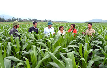 Xã Yên Phú đã quy hoạch vùng sản xuất ngô đông với diện tích trên 100 ha.