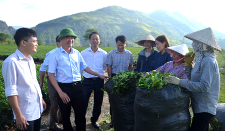 Lãnh đạo huyện Văn Chấn động viên người dân xã Sơn Thịnh đầu tư thâm canh, nâng cao năng suất cây chè.