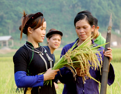 Nông dân xã Tân Hợp thu hoạch lúa mùa. Ảnh MQ