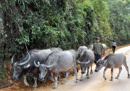 Chăn nuôi trâu sinh sản ở huyện Văn Chấn.