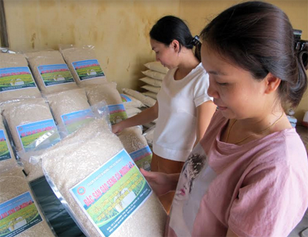 Người tiêu dùng tìm mua gạo Séng cù nguyên chủng tại cửa hàng giới thiệu sản phẩm của Trạm Khuyến nông thị xã Nghĩa Lộ.