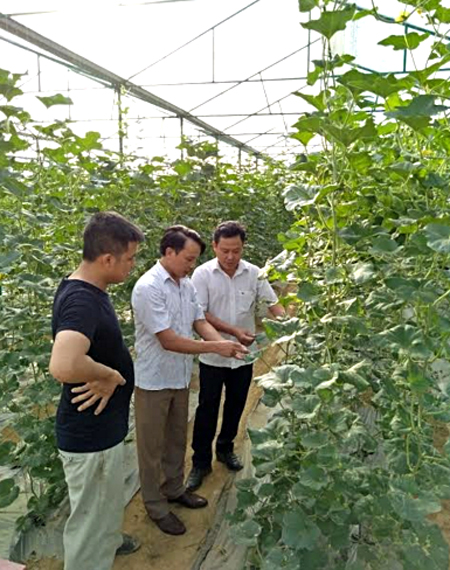 Lãnh đạo Liên minh Hợp tác xã tỉnh tham quan mô hình trồng dưa trong nhà lưới của Hợp tác xã Q&C huyện Văn Yên.