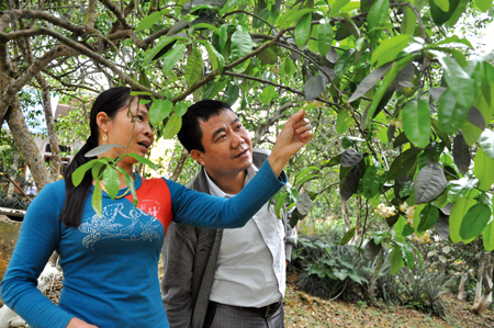 Mỗi năm người dân xã Đại Minh thu về từ 50 - 60 tỷ đồng từ trồng bưởi. (Trong ảnh: Nông dân xã Đại Minh trao đổi kinh nghiệm thụ phấn cho bưởi).