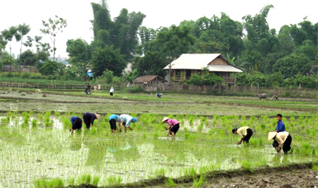 Nông dân huyện Văn Chấn gieo cấy lúa mùa.