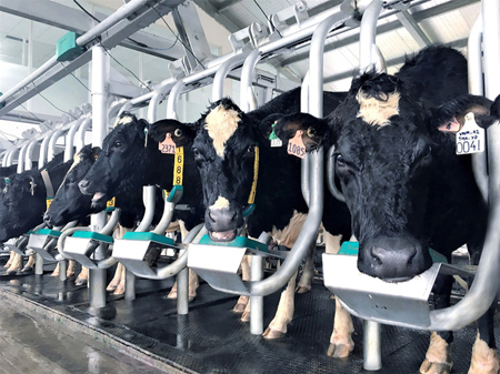 Những cô bò A2 đã sản xuất ra dòng sữa A2 đầu tiên tại Việt Nam.
