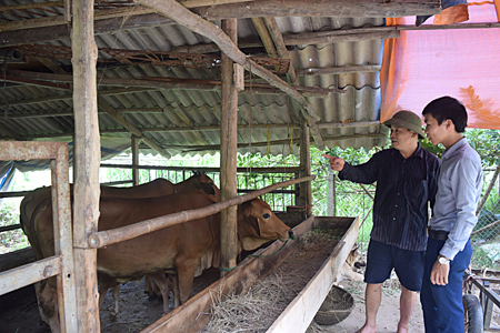 Đàn bò của ông Nguyễn Địch Lan luôn khỏe mạnh nhờ chế độ chăm sóc và nuôi dưỡng tốt.