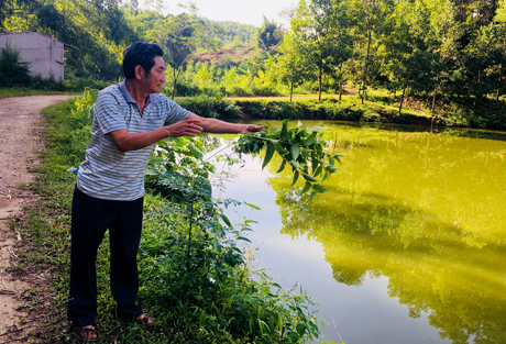 Ao cá kinh doanh dịch vụ câu cá của gia đình ông Giang cho thu nhập ổn định 90 triệu đồng/năm.