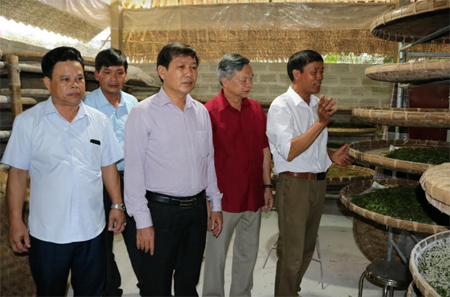 Đồng chí Nông Văn Lịnh - Ủy viên Ban Thường vụ Tỉnh ủy, Chủ tịch Ủy ban MTTQ tỉnh (thứ hai bên phải) tham quan mô hình trồng dâu nuôi tằm tại xã nông thôn mới Tân Đồng, huyện Trấn Yên.