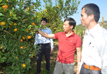 Cây cam đã thay đổi cuộc sống người dân huyện Văn Chấn.