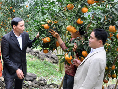Nông dân xã Khánh Hòa trao đổi kinh nghiệm trồng, chăm sóc cam.