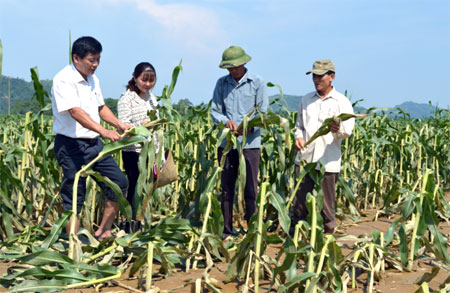 Lãnh đạo xã Đại Phác cùng nông dân kiểm tra diện tích ngô ảnh hưởng do ngập lụt.