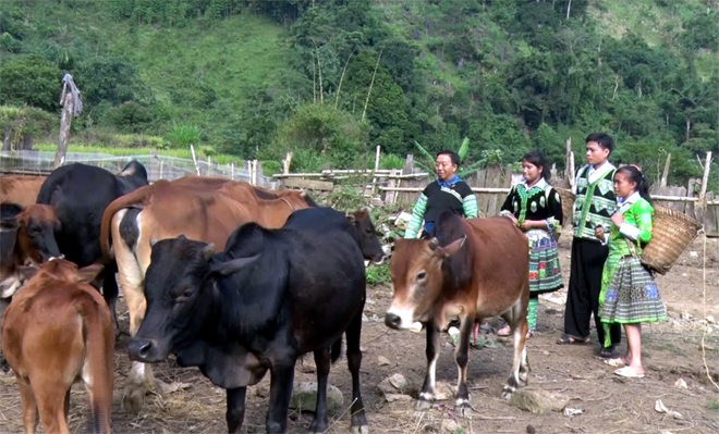 Chăn nuôi bò theo hướng bán chăn thả của đồng bào Mông thôn Bu Cao.