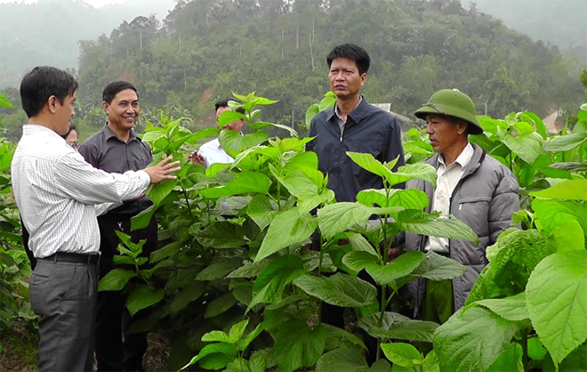 Lãnh đạo huyện Trấn Yên kiểm tra mô hình trồng dâu nuôi tằm tại xã Hồng Ca. (Ảnh: T.L)