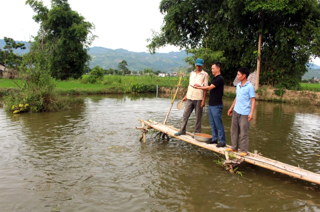 Thành viên THT Nuôi trồng thủy sản phường Tân An trao đổi kinh nghiệm, kỹ thuật chăm sóc cá.