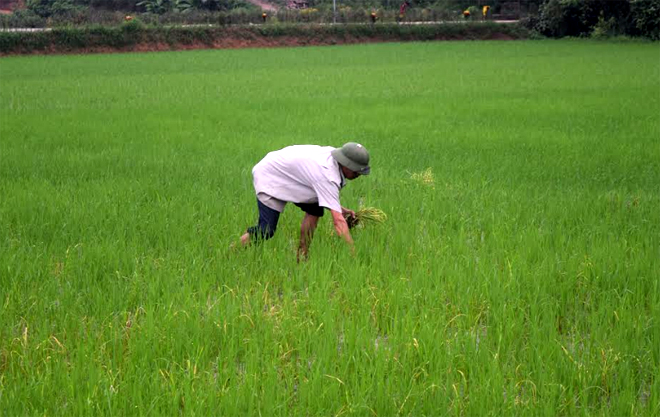 Nông dân xã Việt Thành, huyện Trấn Yên làm cỏ cho lúa mùa.