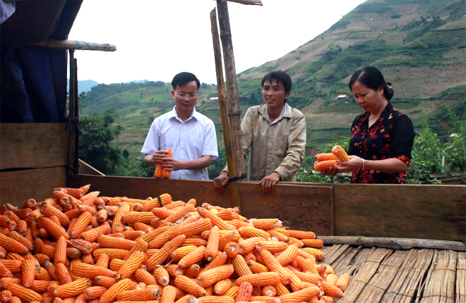 Lãnh đạo huyện Trạm Tấu trao đổi với người dân xã Tà Xi Láng về hiệu quả sản xuất ngô hàng hóa.