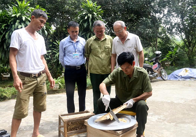 Các thành viên trong Tổ hợp tác Nuôi ong mật xã Minh Bảo, thành phố Yên Bái trao đổi kỹ thuật khai thác mật ong.