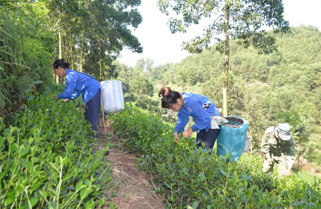 Nông dân xã Bảo Hưng thu hái chè.