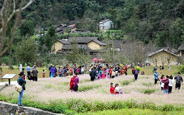 Du khách tham quan vườn hoa tam giác mạch tại Hà Giang