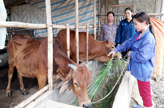 Hội viên Hội Phụ nữ xã Vũ Linh, huyện Yên Bình vay vốn đầu tư chăn nuôi bò