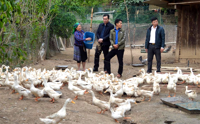 Lãnh đạo huyện Mù Cang Chải thăm mô hình nuôi vịt đẻ trứng ở xã Lao Chải.