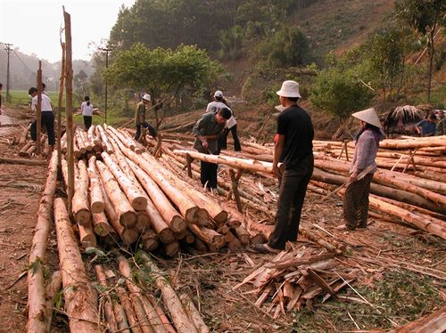 Khai thác gỗ rừng trồng ở Công ty TNHH Một thành viên Lâm nghiệp Thác Bà (huyện Yên Bình).